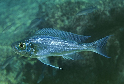 Haplotaxodon microlepis 'Fulwe Rocks'
